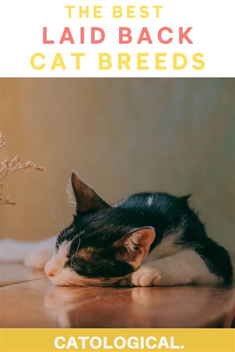 People often adopt cats because they want a pet and don't have time for a dog. 5 Calm, Relaxed, Laid Back, Low-Energy Cat Breeds For Lazy ...