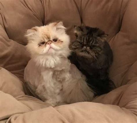 To learn more about each adoptable cat, click on the i icon for some fast facts or click on their name or photo for full details. ADOPTED - San Diego CA Bonded Persian Cat Siblings