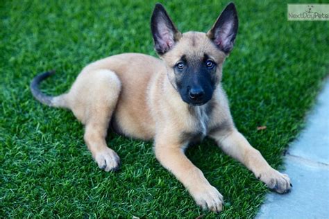 We raise only belgian malinois puppies and we limit the litters per year and per dog to make sure we turn out only the healthiest working dogs. Belgian Malinois puppy for sale near Los Angeles ...