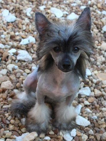 It is pronounced lee ming (where ming. 111+ Best Chinese Crested Dog Names | Chinese crested dog ...