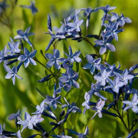 Also known as blue star, willow amsonia amsonia tabernaemontana apocynaceae family. Botanical Treasures | plantANT.com