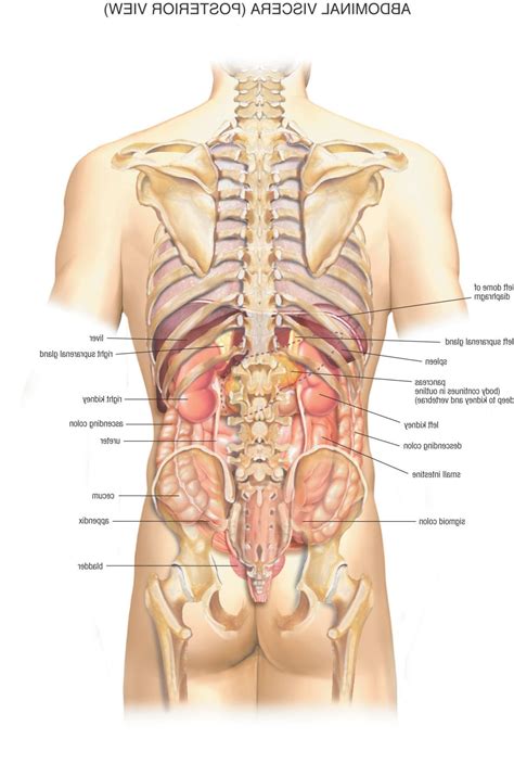 Explore the anatomy systems of the human body! Human stomach anatomy male | Human anatomy female, Human ...