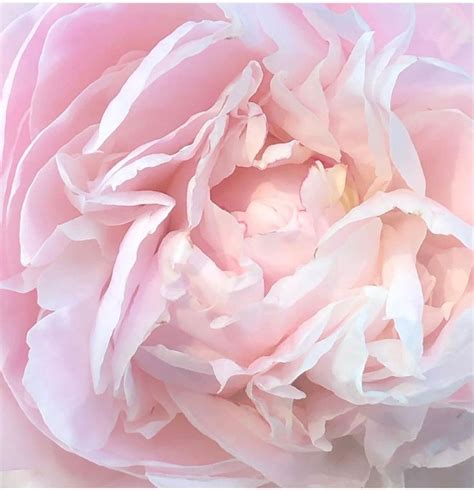 We did not find results for: Blush Peony Flower | Peonies | Flowers Near Me | Bulk ...