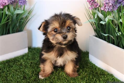 Meet adoptable cats and kittens from your community, lovingly cared for right here. Yorkshire Terrier Puppies For Sale | Charlotte, NC #295127