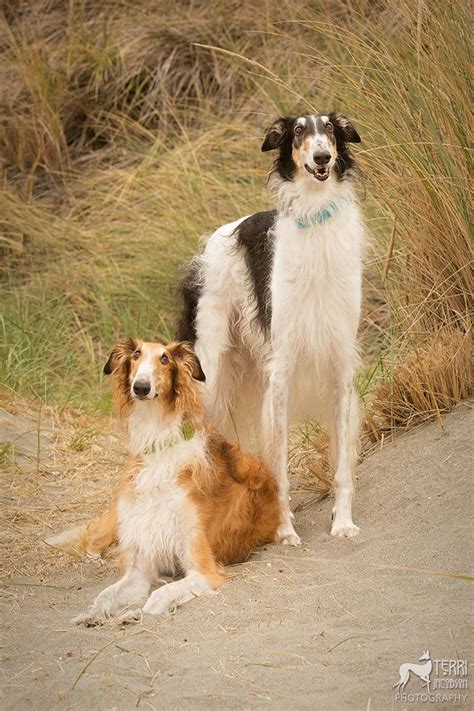 Wizarding world (appears as a patronus). Two Borzois, "Timber" and "Zippy". #animals #dogs #Borzoi ...