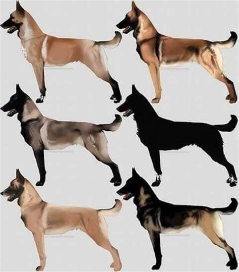 Einzig die schwarze maske scheint ihn vom deutschen schäferhund optisch zu unterscheiden. The colours of Belgian Malinois | Hunde, Malinois hund ...