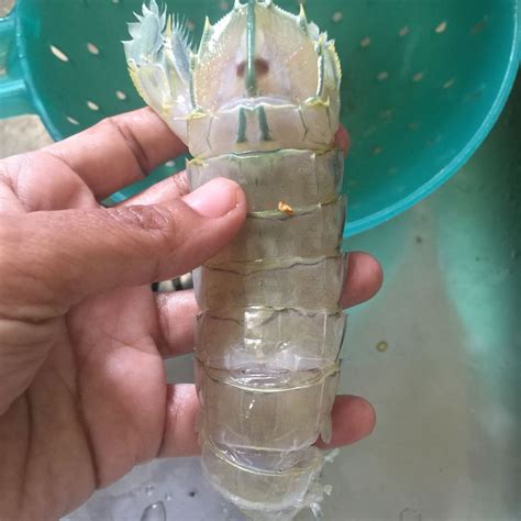 Boleh terkena jari dan terluka. Resepi Udang Lipan Atau Mantis Shrimp - Daily Makan