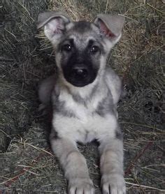 Reserve your german shepherd puppy. 1000+ images about Silver sable German shepherd on ...