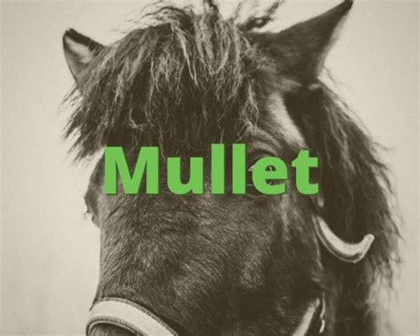 And can you actually wear one in 2019 and get away with it? Mullet » What does Mullet mean? » Slang.org