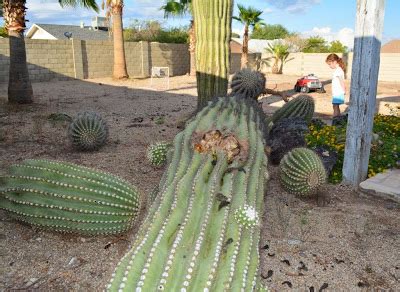 Pour elmer's glue onto the remaining needles and gently spread into a medium layer, coating the entire spot. How to remove a fallen 16' cactus from your back yard — AZ ...