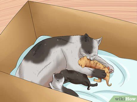 I did have a male that was the same color but he had died last winter by being attacked by an animal outside when i was dreaming i saw that there was another litter of kittens born but they were white and black. How to Move Newborn Kittens: 8 Steps (with Pictures) - wikiHow