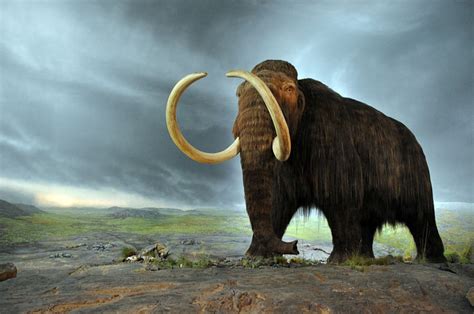 These massive, docile animals floated at the surface of the coastal waters but unfortunately had little ability to submerge. Woolly Mammoth's Perfectly Preserved Trunk Edges Scientists Closer to Cloning Extinct Species