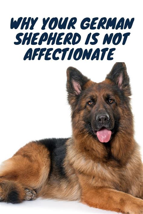 Has nothing they can do to shake us at this point as long as everyone remains convicted. Why is my German Shepherd not affectionate? in 2020 ...