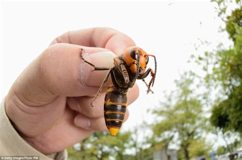 The asian giant hornets have made their way back onto the news. Two-inch hornet as wide as an iPhone is found in Coventry garden | Daily Mail Online
