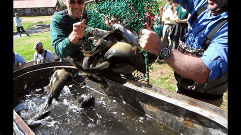 Rainbow trout evolved in mountain streams. Rainbow Falls Mountain Trout Stocking Day June 2015 - YouTube