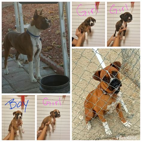 Every month, the petco foundation hosts or sponsors adoption events nationwide. Boxer Puppies For Sale | Palmdale, CA #288099 | Petzlover