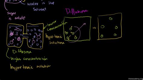 Any solvent can undergo the process of osmosis including gases and supercritical liquids. Diffusion Definition Anatomy - Anatomy Drawing Diagram