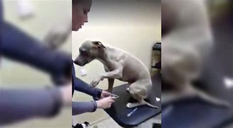 Proprio come il signore sedentario che sta tutto il giorno in ufficio, quando torna a casa si spantega in. Il Cane è Dal Veterinario: NON CREDERETE A Ciò Che Fa Quando Arriva Il Suo Turno - GuardaCheVideo.it