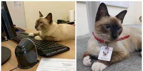 It hired the cat as a lawyer to stop the complaints! Leon the Cat Becomes a Lawyer After People Complained ...