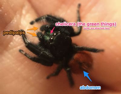 See more of world of phids jumping spiders on facebook. My Pet Jumping Spider