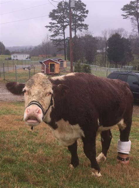 Smelling disorders, including phantom smells and a lack of smell, can be a sign of serious health problems. Dudley at Gentle Barn TN smelling something. | Sweet cow ...