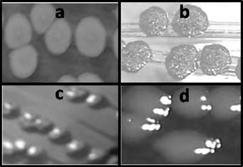 Salmonella classification is extremely complex; Morphotypes of Salmonella enterica isolates. Colony ...