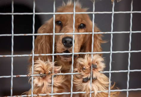 Durch krankheit oder unfall sinnvoll erscheinendes töten des hundes hat schmerzlos durch einen tierarzt zu erfolgen. Hunde - Adoptieren statt kaufen - Streunerparadies