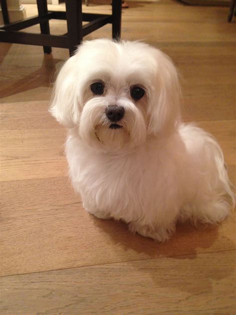 Checkout the maltese dogs to buy at very affordable rate near you here at dogspot.in. Maltese Puppy Price In India - Animal Friends