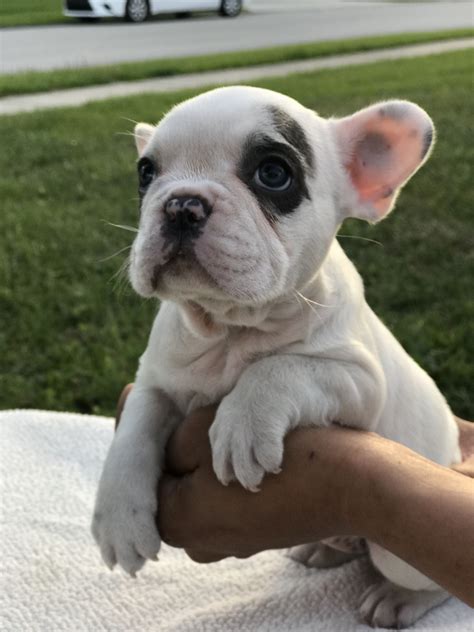 Blue french bulldog puppies available for sale with top quality bloodlines and pedigrees. Fawn Pied French Bulldog Puppies For Sale - Pets Lovers