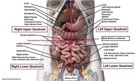 The abdominal vasculature consists of various arterial branches that all come from the. Four Abdominal Quadrants and Nine Abdominal Regions ...