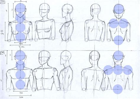 Here presented 53+ torso anatomy drawing images for free to download, print or share. Female and Male anatomy proportions head and torso by ...
