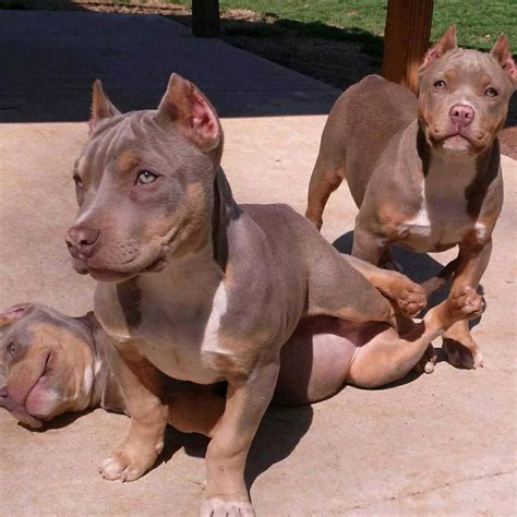 Merle pitbull terrier, stafford pitbull terrier, rezor edge pitbull terrier, gotti pitbull. Tri-Color Pitbull Pups | Animals | Pinterest | Sats, Pit bull and Pitbull