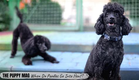 Even if she didn't go into heat for a year or more she will eventually go back into heat. When Do Poodles Go Into Heat? Signs To Look Out For - The ...