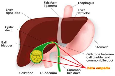 Selamat datang di blog kumpulansoaltest.blogspot.com pada kesempatan kali ini akan kami bagikan contoh latiha. Soal Ipa Kelas 8 Semester 2 Dan Kunci Jawaban - Guru Galeri