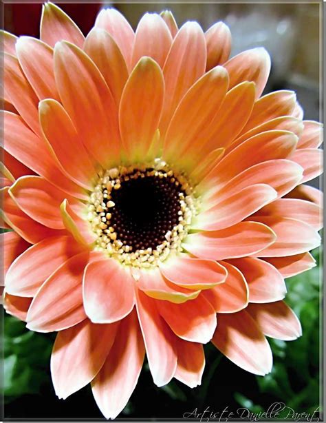 You can not go wrong with the choice of gerber daisies in your wedding bouquet. Coral Gerber Daisy | Gerber daisies, Sunflower ...