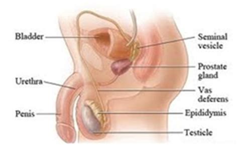 Overview of the male reproductive system. Chapter 17 - Knowledge