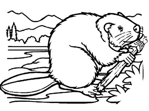 American beaver coloring page from beavers category. Pin oleh ColoringSun di Beaver Coloring Pages