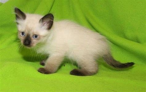 Thank you for considering adoption from whatcom humane society. 9 best Adopt Me! Adoptable Pets images on Pinterest ...