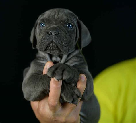 Healthy, purebred cane corso puppies directly from ethical breeders. Where buy cane corso puppies in Houston and For sale ...