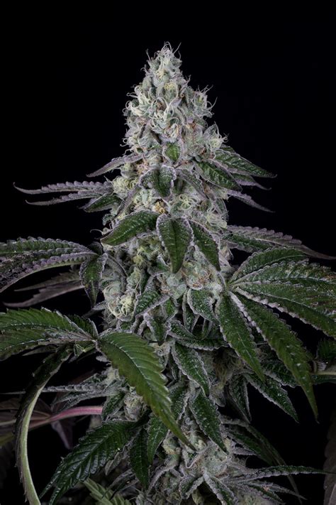 Humulene is what gives wedding cake its earthy, spicy aromatic notes while nerolidol contributes a more woody and floral scent to the bud. Wedding Cake - Oaseeds