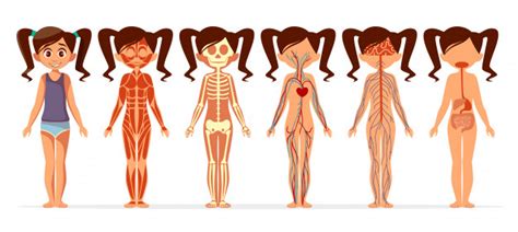 Vector illustration of office person in different poses. Free Vector | Girl body anatomy. cartoon medical female ...