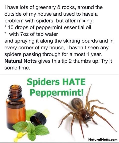 Learn how to identify, treat, and prevent spider mites on your container plants. Getting rid of spiders in your home! | Get rid of spiders ...