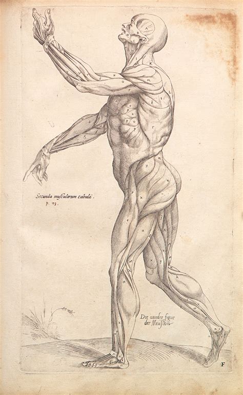 Modern anatomists have only begun in the last 60 years. Institutionalized Freedom: On the Fabric of the Human Body