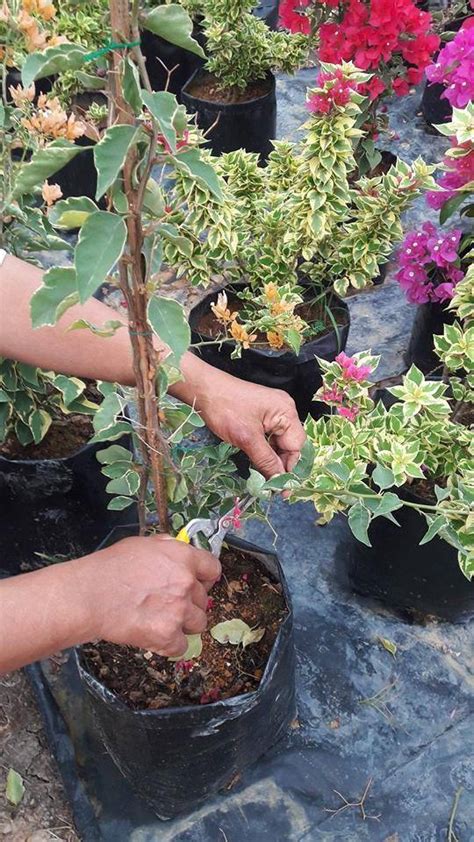 Lem lingkaran tersebut di atas kelopak bunga matahari siapkan sedotan yang telah dilapisi dengan kertas hijau dan rekatkan pada kelopak bunga matahari Tanam Bunga Kertas Nampak Merimbun, Begini Kena Buat Dari ...