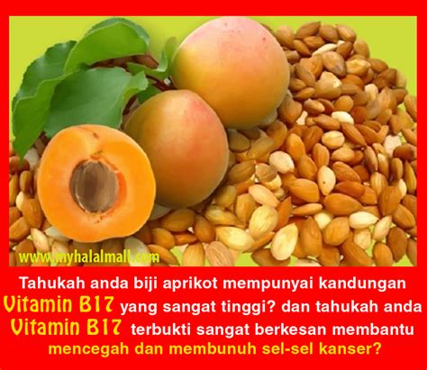 Secara asasnya biji aprikot rawatan menggunakan biji aprikot juga dikenali sebagai terapi metabolik tanpa sebarang. Miracle Apricot Seed: Khasiat