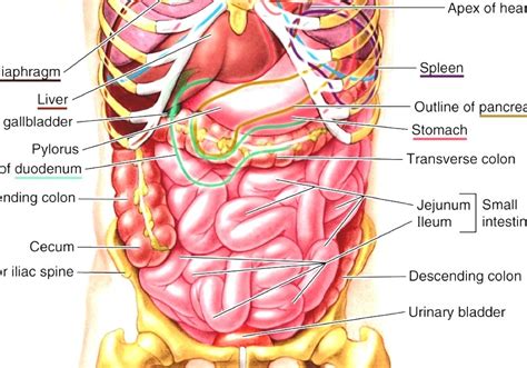 Anatomy study of female torso. Torso - Anatomy Of Human Torso