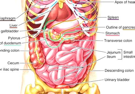 Human neurological network scheme in neck region. Torso - Anatomy Of Human Torso