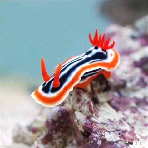 Sea creatures stock vectors, clipart and illustrations. 2814 best Nudibranchs, flat worms and sea slugs images on ...