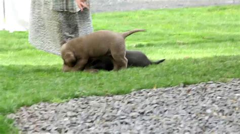 We do not have any you care for people and animals alike o lord. Charcoal & Silver Lab Puppies For Sale Emily Ringler - YouTube