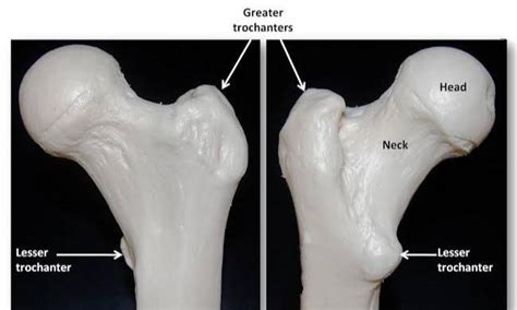 Flexes and adducts the thigh synergists: Which of the following contains a greater trochanter class ...